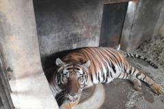 Polícia Ambiental presta apoio na remoção de tigre da Malásia e papagaios para o Zoológico de Curitiba