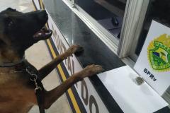 Policiais Rodoviários Estaduais encaminham duas pessoas por porte de maconha e Mandado de Prisão, em ações distintas