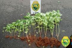 No Sudoeste do estado, PM apreende 19 pés de maconha e uma arma de fogo em situações distintas