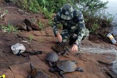 Batalhão Ambiental resgata tartarugas ameaçadas de extinção presas em rede de pesca na Usina de Salto Caxias