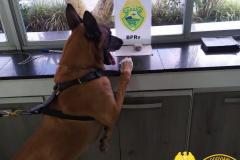 Cães do BPRv protagonizam apreensões de drogas no litoral durante Verão Consciente