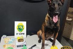 Cão policial da PM entrega esquema de suspeitos ao localizar crack escondido embaixo de uma pedra, em Cianorte (PR)