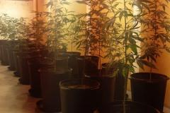 PM apreende 455 pés de maconha e encaminha suspeito, em Almirante Tamandaré (RMC)