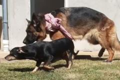 PM de Pato Branco resgata dois cães que se encontravam em situação de abandono