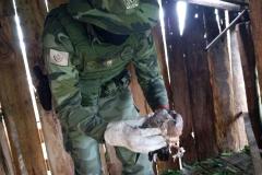 Polícia Ambiental e IAT encaminham aves feridas por chuva de granizo em Santa Mônica, no Noroeste do estado