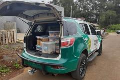 Estado identifica criador ilegal de ouriços em Guarapuava; homem recebeu multa de R$ 13,4 mil