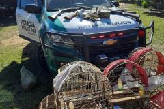 Polícia Ambiental apreende quatro armas e 12 pássaros silvestres em Rio Negro (PR)