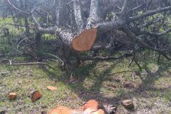 Polícia Ambiental do Paraná aplica mais de R$ 119 mil em multas e apreende 61 metros cúbicos de madeira nativa em Manfrinópolis