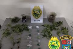 PM encontra plantação de maconha e recupera caminhão roubado nos Campos Gerais