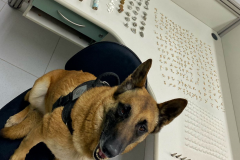 Na RMC, cães de faro do BPChoque indicam drogas e cinco suspeitos são presos