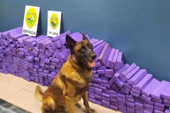 BPFron apreende carro carregado com mais de 300 quilos de maconha em Toledo (PR)