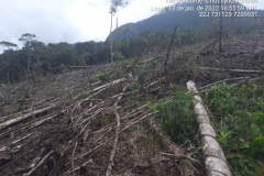 Homem é preso pela Polícia Ambiental por desmatamento ilegal de 7 hectares em Antonina
