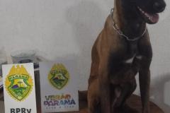 Batalhão Rodoviário apreende mais de 200 quilos 