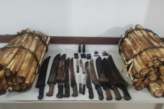 PM flagra extração ilegal de palmito ameaçado de extinção em Guaratuba