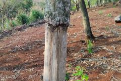 Batalhão Ambiental da PM flagra crimes ambientais em Altamira e Maringá. 