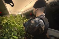  Dentro da estrutura adaptada para o cultivo, foram descobertos 519 pés de maconha