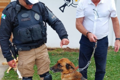 cão