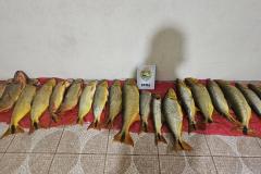 PMPR prende seis pessoas em Pinhão e apreende 92,6 kg de dourado, embarcações e arma de fogo em área proibida