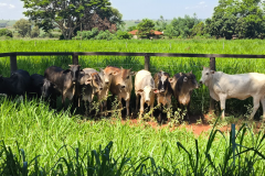 PMPR recupera 10 cabeças de gado furtadas e detém cinco suspeitos no Noroeste do Estado