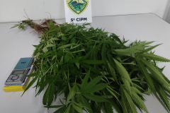 PMPR localiza plantação de maconha e apreende 37 pés da droga em Cianorte