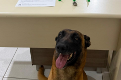 PMPR prende foragido com drogas após tentativa de fuga em Telêmaco Borba