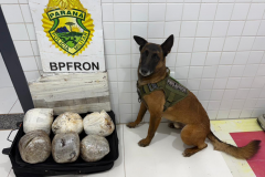 Fiscalizações da PMPR com apoio de cão farejador resultam na apreensão de drogas em Guaíra