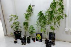 Plantação de maconha e arma de fogo são localizadas pelo BOPE em Curitiba e RMC

