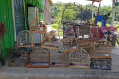 Em Morretes e Antonina, 21 aves silvestres são resgatadas e uma arma de fogo é apreendida