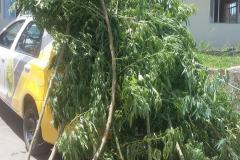 Equipe da PM recebe denúncia e apreende pés de maconha que totalizaram 48 quilos na RMC