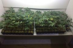 PM apreende 155 mudas de maconha, carregadores, munições, fertilizantes e demais materiais em Colombo