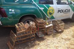 Policiais ambientais recebem denúncia, apreendem aves silvestres e prendem homem com mandado em aberto