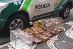 Operação da Polícia Ambiental recupera mais de 210 aves e encaminha 10 pessoas em Umuarama