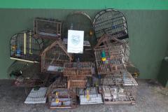 BPAmb-FV apreende 22 pássaros silvestres mantidos em cativeiro em Antonina (PR)