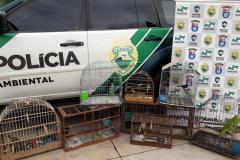 Em situações distintas, Polícia Ambiental apreende aves nativas e mercadoria contrabandeada em Umuarama (PR)