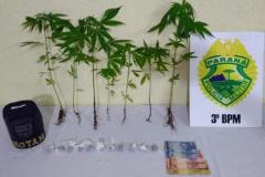 No Sudoeste do estado, 12 pés de maconha são apreendidos por policiais militares; três pessoas são encaminhados