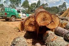 BPAmb apreende 179 toras de madeira de araucária e encaminha rapaz na Região Metropolitana de Curitiba (RMC) 