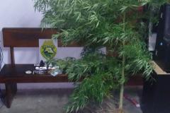Armas, dinheiro e até um pé de maconha medindo quase 3 metros são apreendidos pela PM em ações distintas no Interior do Estado 