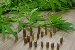 Em Fazenda Rio Grande (PR), PM apreende pés e sementes de maconha, além de munições