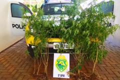 Nove pés de maconha e uma arma de fogo são apreendidos pela PM no Sudoeste do estado após ações distintas; rapaz é preso