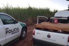 Cachorros utilizados na prática de caça irregular são resgatados pela Polícia Ambiental em Cruzeiro do Oeste (PR); três são encaminhados