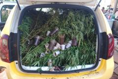 Homem é preso após ser flagrado com 40 pés de maconha em sua residência no Noroeste do estado
