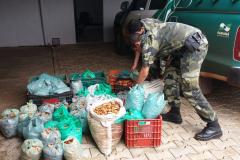PM apreende 385 quilos de pinhão em duas abordagens na cidade de Clevelândia (PR)