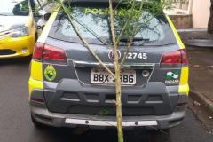 Equipe da PM apreende pé de maconha de quase três metros em Londrina, no Norte do estado