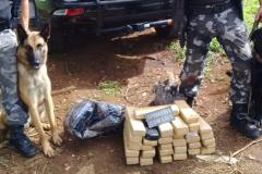 Emprego de cães de faro na região de Guarapuava resulta em maconha e materiais apreendidos