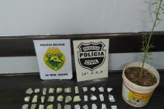 Adolescente que tinha pé de maconha em casa é apreendido pela PM em Guarapuava (PR)