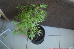 Maconha cultivada na sacada de um apartamento é apreendida pela PM em Marechal Cândido Randon (PR) 