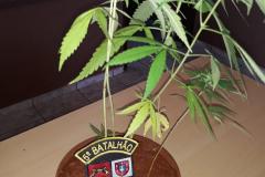 Homem é preso por cultivar pé de maconha em casa, em Ibiporã 