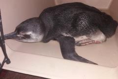 Pinguim é resgatado pela Polícia Ambiental na Ilha do Mel, no Litoral do estado