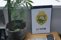 Maconha é apreendida na casa de um morador de Lapa, no Interior do Paraná 