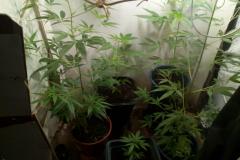 PM desmantela laboratório de cultivação de maconha prende trio com envolvimento no tráfico de drogas em situações distintas na Capital